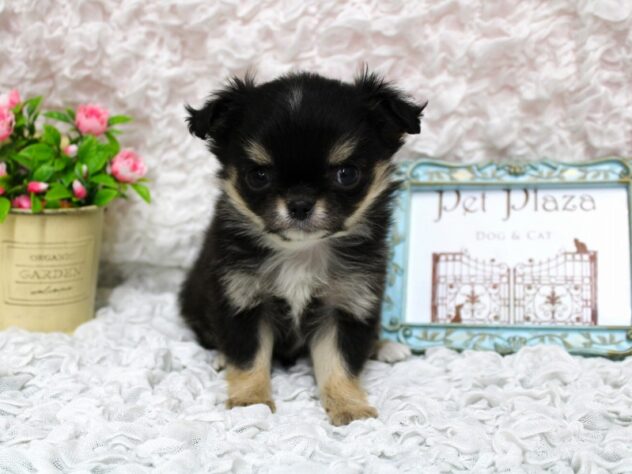兵庫県のチワワ(ロング) (ペット・プラザ アミーゴ尼崎昭和通店/2026年2月7日生まれ/女の子/ブラッククリームホワイト)の子犬の1枚目の画像