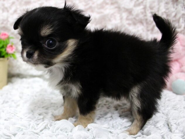 兵庫県のチワワ(ロング) (ペット・プラザ アミーゴ尼崎昭和通店/2026年2月7日生まれ/女の子/ブラッククリームホワイト)の子犬の3枚目の画像