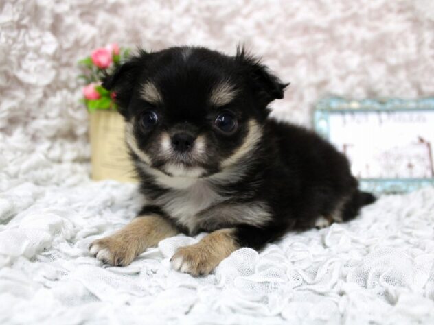 兵庫県のチワワ(ロング) (ペット・プラザ アミーゴ尼崎昭和通店/2026年2月7日生まれ/女の子/ブラッククリームホワイト)の子犬の2枚目の画像