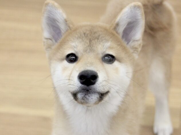 愛媛県の柴犬(標準サイズ) (アミーゴ新居浜店/2025年11月27日生まれ/女の子/赤)の子犬の1枚目の画像