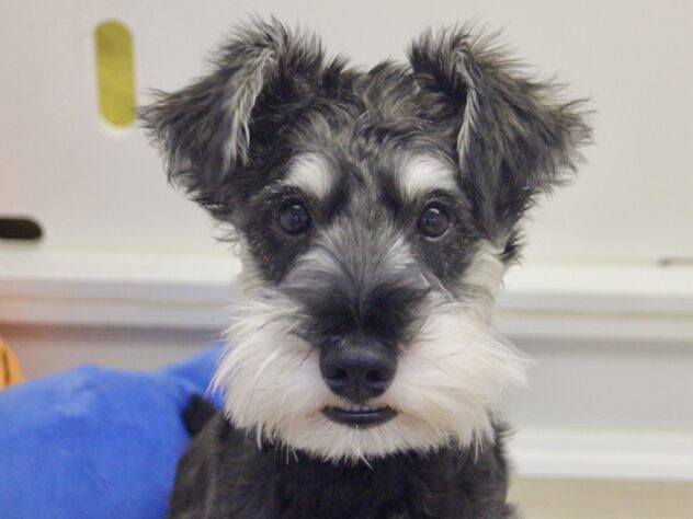 愛媛県のミニチュアシュナウザー (アミーゴ新居浜店/2025年9月14日生まれ/男の子/ソルトペッパー)の子犬の1枚目の画像