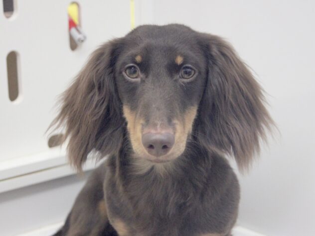 愛媛県のミニチュアダックスフンド(ロング) (アミーゴ新居浜店/2025年6月6日生まれ/男の子/チョコレートタン)の子犬の1枚目の画像