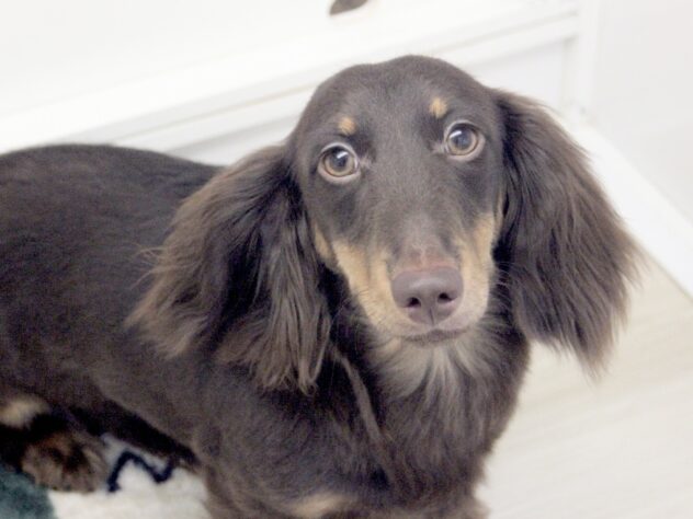 愛媛県のミニチュアダックスフンド(ロング) (アミーゴ新居浜店/2025年6月6日生まれ/男の子/チョコレートタン)の子犬の3枚目の画像