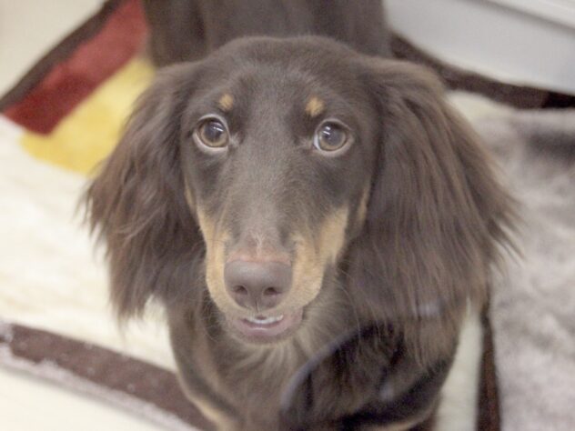 愛媛県のミニチュアダックスフンド(ロング) (アミーゴ新居浜店/2025年6月6日生まれ/男の子/チョコレートタン)の子犬の2枚目の画像