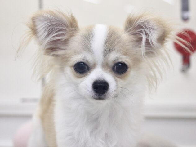 愛媛県のチワワ(ロング) (アミーゴ新居浜店/2025年8月26日生まれ/男の子/レッドホワイト)の子犬の1枚目の画像