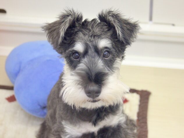 愛媛県のミニチュアシュナウザー (アミーゴ新居浜店/2025年9月14日生まれ/男の子/ソルトペッパー)の子犬の2枚目の画像