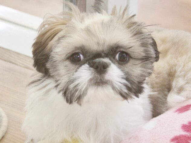 愛媛県のハーフ犬・ミックス犬 (アミーゴ新居浜店/2025年12月14日生まれ/女の子/ホワイトゴールド)の子犬の1枚目の画像