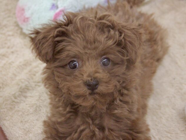 愛媛県のトイプードル(トイ) (アミーゴ新居浜店/2025年12月22日生まれ/女の子/レッドフォーン)の子犬の2枚目の画像