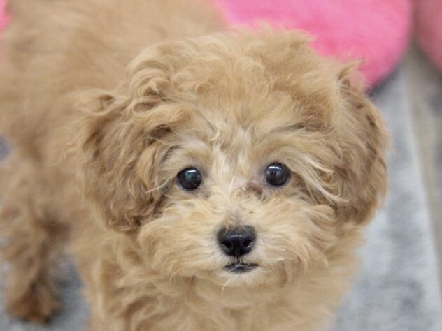 愛媛県のトイプードル(トイ) (アミーゴ新居浜店/2025年12月25日生まれ/女の子/レッド)の子犬の1枚目の画像