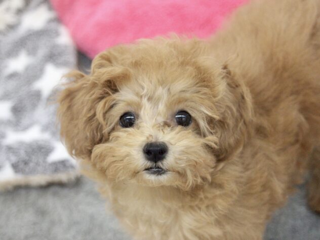 愛媛県のトイプードル(トイ) (アミーゴ新居浜店/2025年12月25日生まれ/女の子/レッド)の子犬の2枚目の画像