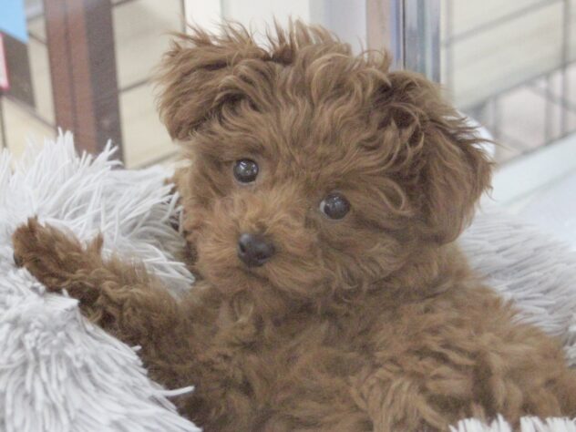 愛媛県のトイプードル(トイ) (アミーゴ新居浜店/2025年12月22日生まれ/女の子/レッドフォーン)の子犬の1枚目の画像