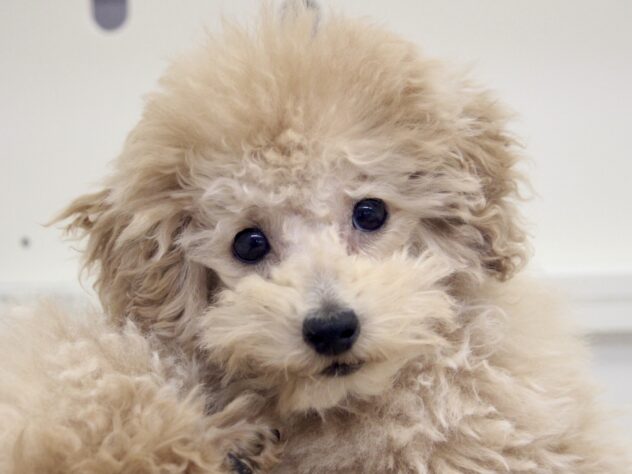 愛媛県のトイプードル(トイ) (アミーゴ新居浜店/2025年12月2日生まれ/男の子/ペールフォーン)の子犬の1枚目の画像