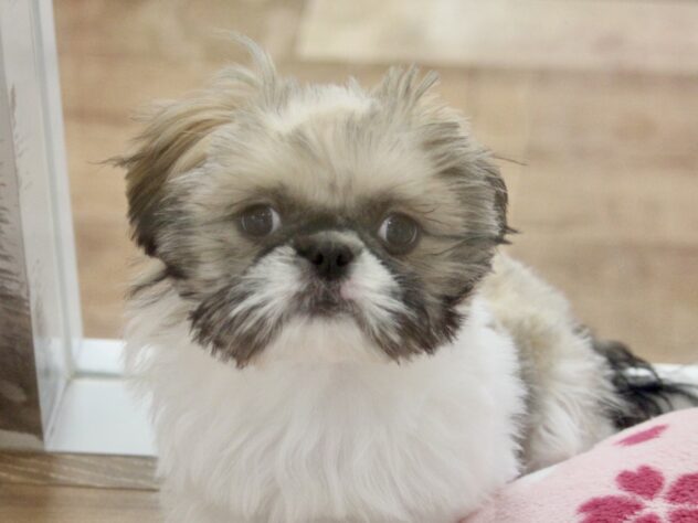 愛媛県のハーフ犬・ミックス犬 (アミーゴ新居浜店/2025年12月14日生まれ/女の子/ホワイトゴールド)の子犬の2枚目の画像