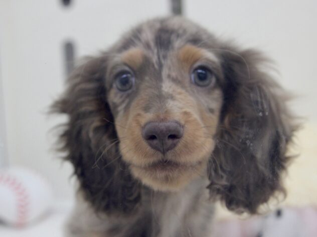 愛媛県のミニチュアダックスフンド(ロング) (アミーゴ新居浜店/2026年1月2日生まれ/男の子/チョコレートダップル)の子犬の1枚目の画像