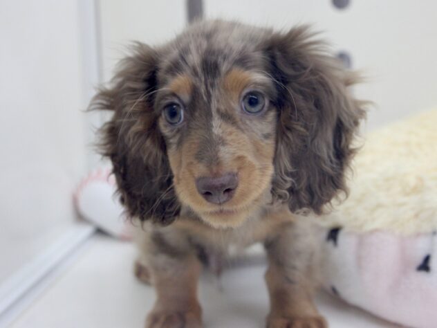 愛媛県のミニチュアダックスフンド(ロング) (アミーゴ新居浜店/2026年1月2日生まれ/男の子/チョコレートダップル)の子犬の2枚目の画像