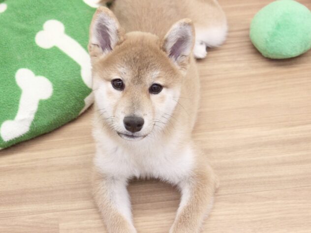 愛媛県の柴犬(標準サイズ) (アミーゴ新居浜店/2025年11月27日生まれ/女の子/赤)の子犬の3枚目の画像