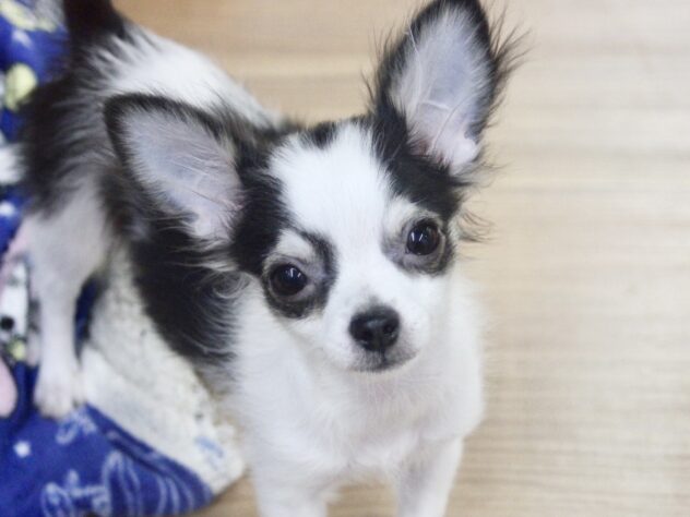 愛媛県のチワワ(ロング) (アミーゴ新居浜店/2025年11月17日生まれ/男の子/ホワイトブラックタン)の子犬の1枚目の画像