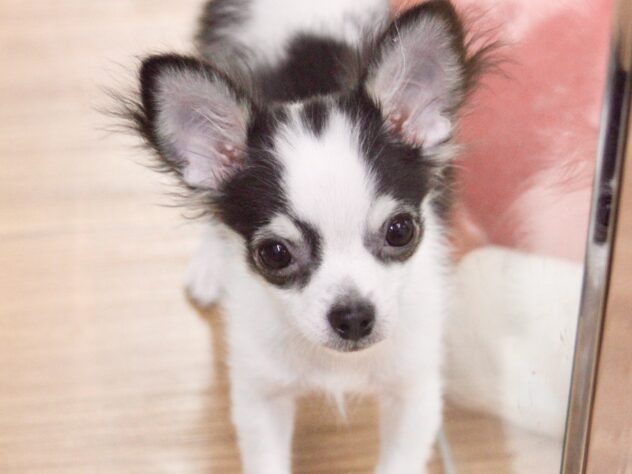 愛媛県のチワワ(ロング) (アミーゴ新居浜店/2025年11月17日生まれ/男の子/ホワイトブラックタン)の子犬の2枚目の画像