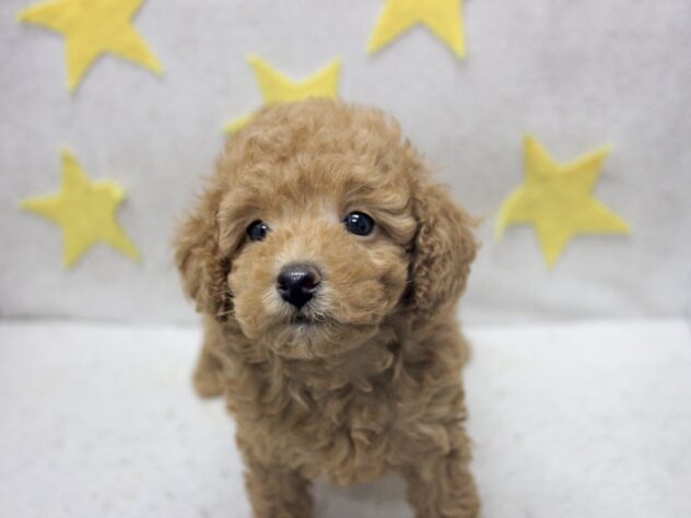 愛媛県のトイプードル(トイ) (アミーゴ新居浜店/2026年1月31日生まれ/女の子/レッド)の子犬の2枚目の画像