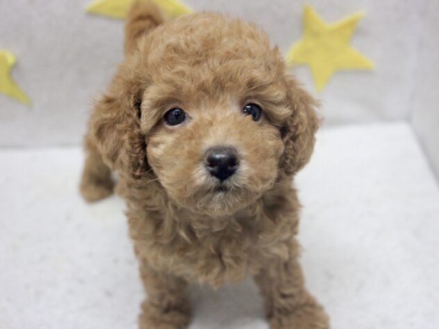 愛媛県のトイプードル(トイ) (アミーゴ新居浜店/2026年1月31日生まれ/女の子/レッド)の子犬の3枚目の画像