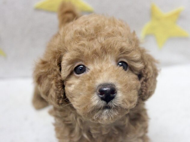 愛媛県のトイプードル(トイ) (アミーゴ新居浜店/2026年1月31日生まれ/女の子/レッド)の子犬の1枚目の画像