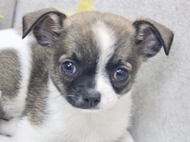 愛媛県のチワワ(ロング) (アミーゴ新居浜店/2026年2月7日生まれ/男の子/ホワイトフォーン)の子犬