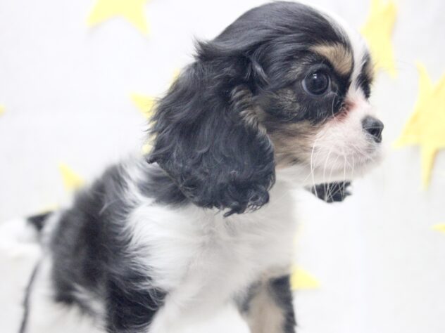 愛媛県のキャバリアキングチャールズスパニエル (アミーゴ新居浜店/2026年2月16日生まれ/女の子/トライカラー)の子犬の2枚目の画像