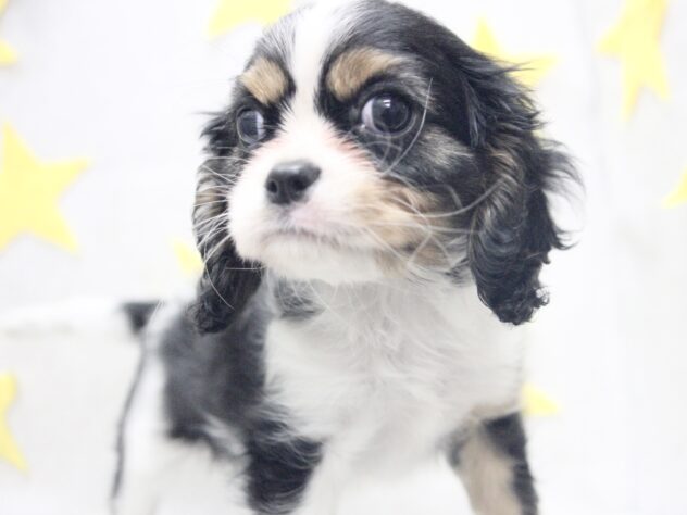 愛媛県のキャバリアキングチャールズスパニエル (アミーゴ新居浜店/2026年2月16日生まれ/女の子/トライカラー)の子犬の3枚目の画像