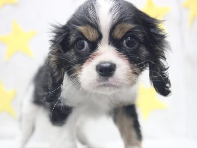 愛媛県のキャバリアキングチャールズスパニエル (アミーゴ新居浜店/2026年2月16日生まれ/女の子/トライカラー)の子犬の1枚目の画像