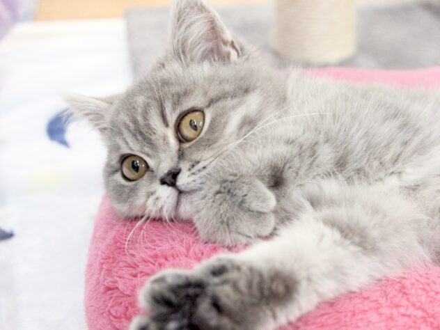 愛媛県のエキゾチック (アミーゴ新居浜店/2025年12月15日生まれ/女の子/ブルーホワイト)の子猫