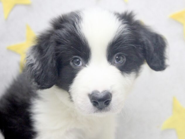 愛媛県のボーダーコリー (アミーゴ新居浜店/2026年2月16日生まれ/男の子/ブラックホワイト)の子犬の1枚目の画像