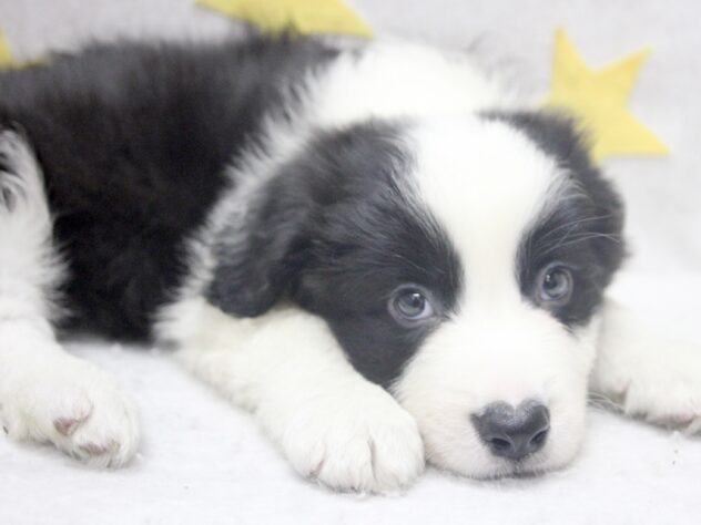 愛媛県のボーダーコリー (アミーゴ新居浜店/2026年2月16日生まれ/男の子/ブラックホワイト)の子犬の2枚目の画像