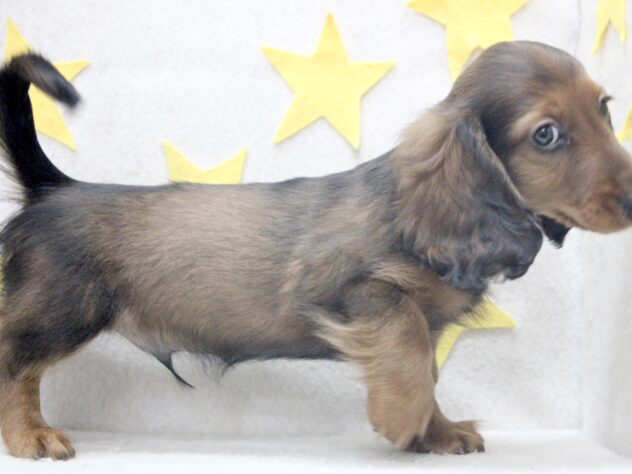 愛媛県のカニンヘンダックスフンド(ロング) (アミーゴ新居浜店/2026年2月5日生まれ/男の子/レッド)の子犬の3枚目の画像