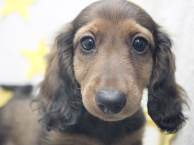 愛媛県のカニンヘンダックスフンド(ロング) (アミーゴ新居浜店/2026年2月5日生まれ/男の子/レッド)の子犬の1枚目の画像