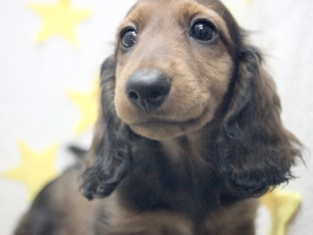 愛媛県のカニンヘンダックスフンド(ロング) (アミーゴ新居浜店/2026年2月5日生まれ/男の子/レッド)の子犬の2枚目の画像