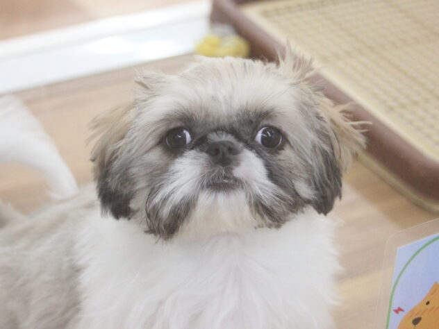 愛媛県のハーフ犬・ミックス犬 (アミーゴ新居浜店/2025年12月14日生まれ/女の子/ホワイトゴールド)の子犬の2枚目の画像