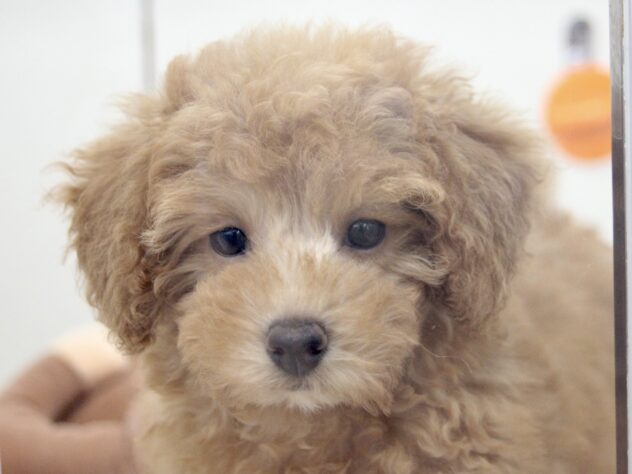 愛媛県のトイプードル(トイ) (アミーゴ新居浜店/2026年1月31日生まれ/女の子/レッド)の子犬の1枚目の画像