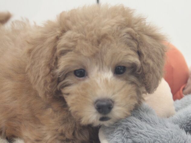 愛媛県のトイプードル(トイ) (アミーゴ新居浜店/2026年1月31日生まれ/女の子/レッド)の子犬の2枚目の画像