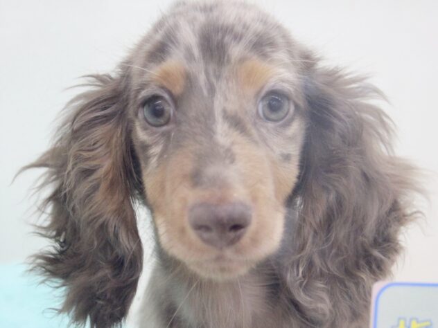 愛媛県のミニチュアダックスフンド(ロング) (アミーゴ新居浜店/2026年1月2日生まれ/男の子/チョコレートダップル)の子犬の1枚目の画像