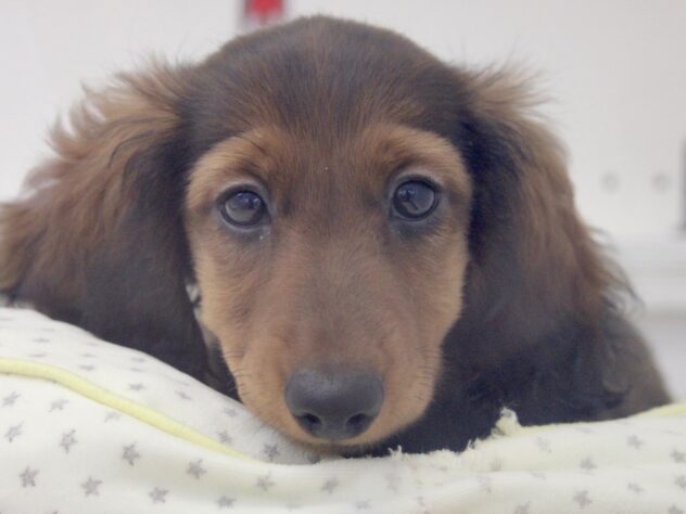 愛媛県のカニンヘンダックスフンド(ロング) (アミーゴ新居浜店/2026年2月5日生まれ/男の子/レッド)の子犬の1枚目の画像