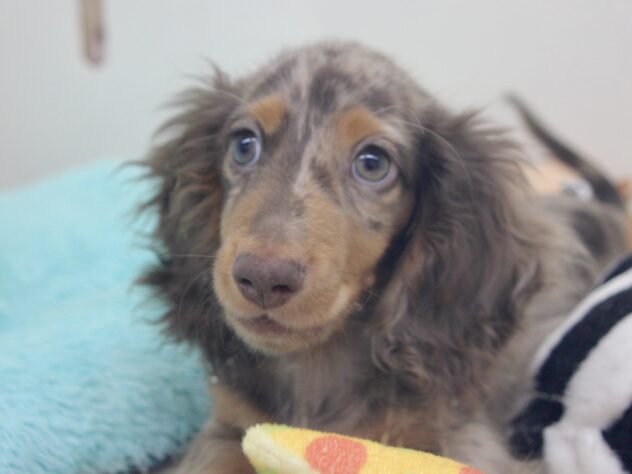 愛媛県のミニチュアダックスフンド(ロング) (アミーゴ新居浜店/2026年1月2日生まれ/男の子/チョコレートダップル)の子犬の2枚目の画像