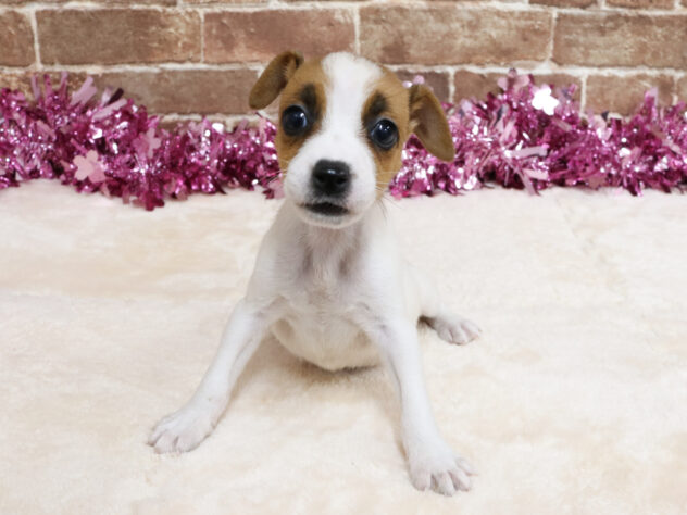 広島県のジャックラッセルテリア (アミーゴ西条店/2026年2月8日生まれ/女の子/ホワイトタン)の子犬の1枚目の画像