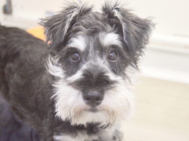 愛媛県のミニチュアシュナウザー (アミーゴ新居浜店/2025年9月14日生まれ/男の子/ソルトペッパー)の子犬の1枚目の画像