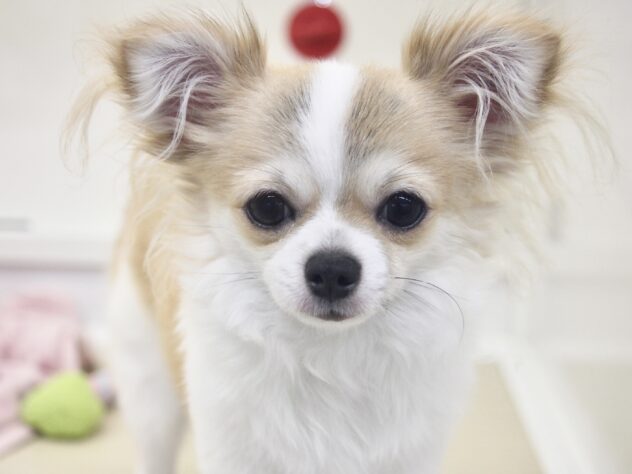 愛媛県のチワワ(ロング) (アミーゴ新居浜店/2025年8月26日生まれ/男の子/レッドホワイト)の子犬の1枚目の画像