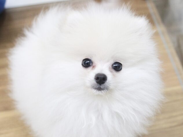 愛媛県のポメラニアン (アミーゴ新居浜店/2026年1月11日生まれ/男の子/クリーム)の子犬の1枚目の画像