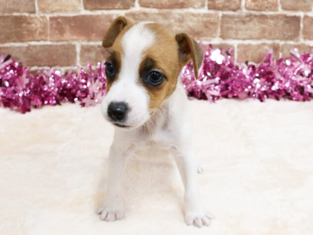 広島県のジャックラッセルテリア (アミーゴ西条店/2026年2月8日生まれ/女の子/ホワイトタン)の子犬の2枚目の画像