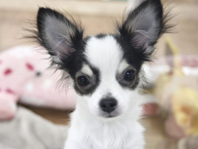 愛媛県のチワワ(ロング) (アミーゴ新居浜店/2025年11月17日生まれ/男の子/ホワイトブラックタン)の子犬の1枚目の画像