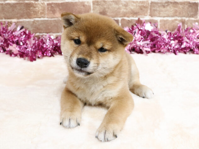 広島県の豆柴 (アミーゴ西条店/2026年2月8日生まれ/女の子/赤)の子犬の1枚目の画像