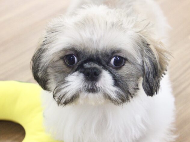 愛媛県のハーフ犬・ミックス犬 (アミーゴ新居浜店/2025年12月14日生まれ/女の子/ホワイトゴールド)の子犬の1枚目の画像