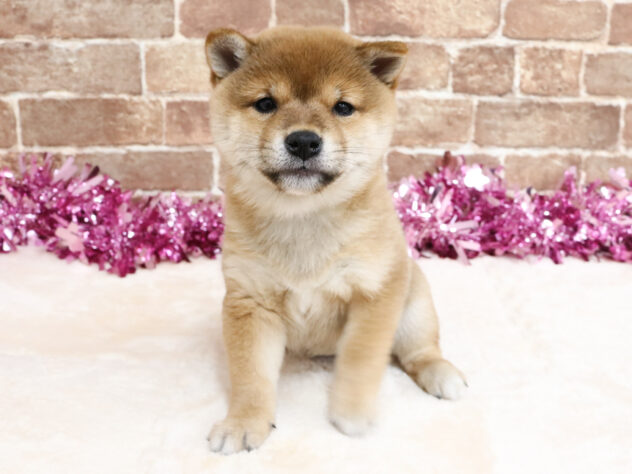 広島県の豆柴 (アミーゴ西条店/2026年2月8日生まれ/女の子/赤)の子犬の2枚目の画像